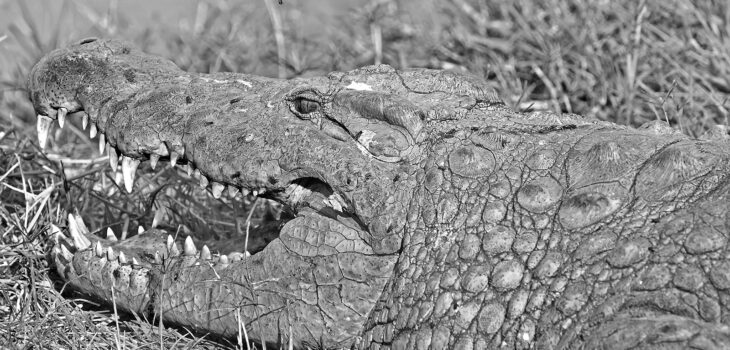 Nilkrokodil in der Kalimba Reptile Farm, Lusaka, Sambia.