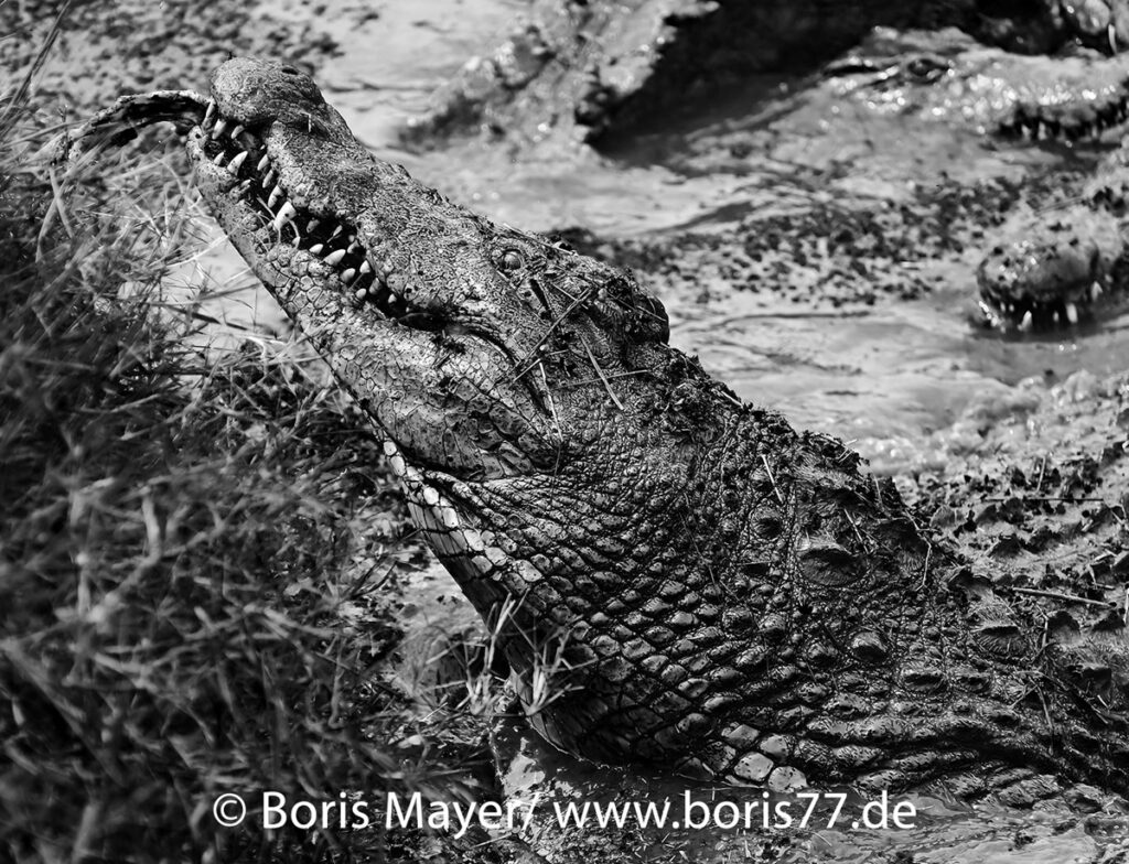 Schwarz Weiß Fotografie eines fressenden Nilkrokodils in der Kalimba Reptile Farm. 